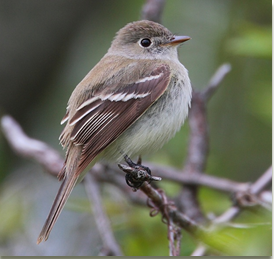 least flycatcher