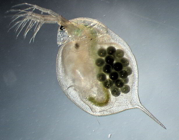 daphnia