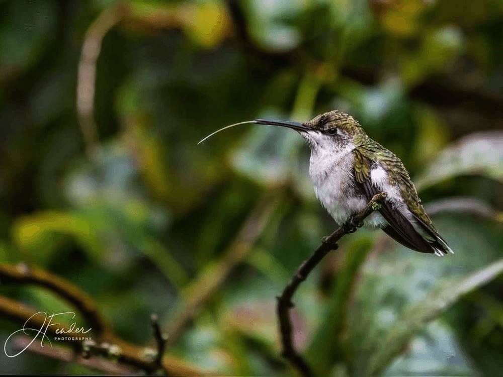 hummingbird