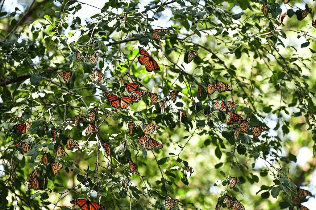 monarch butterflies