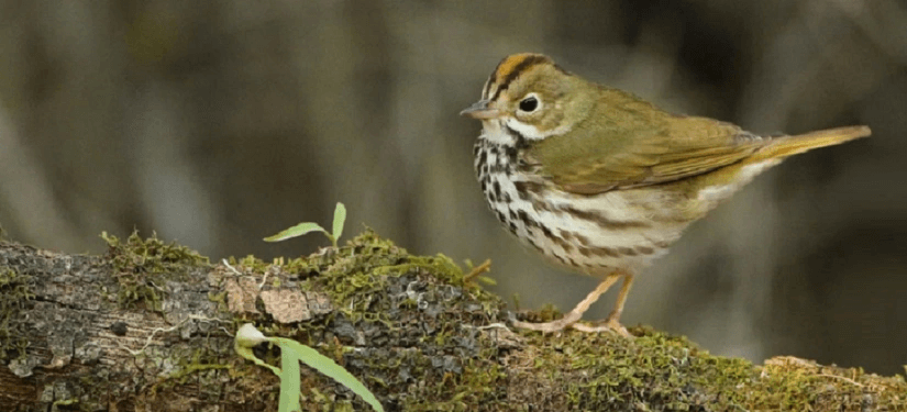 ovenbird