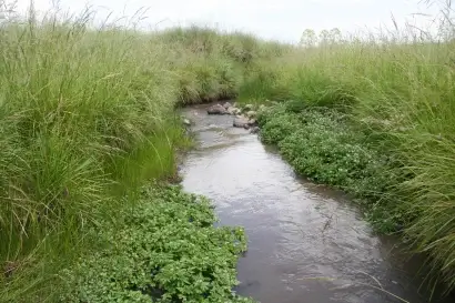 stream